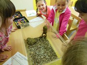 Přírodovědný program - Plazi a žáby